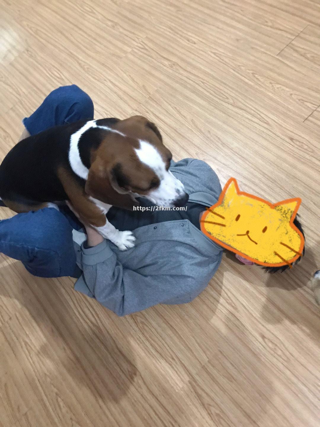 南宫娱乐-国王最后堡垒训练：狗拉狗力争犯上